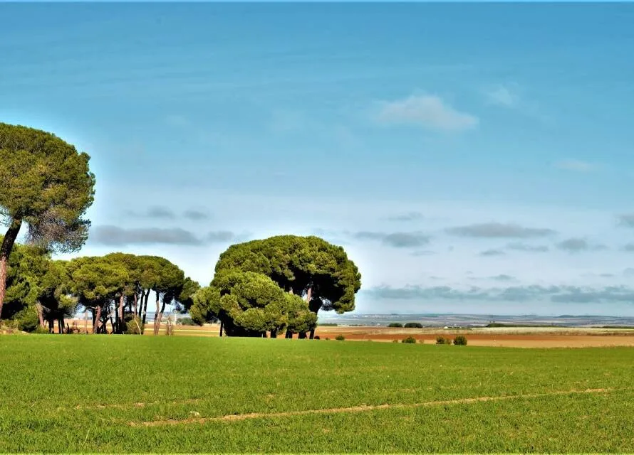 La Armuña - Salamanca